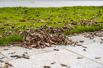 A pile of fallen leaves on the edge of a grass walk in a park