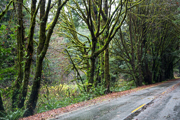 Fototapeta premium National forest park 