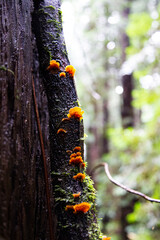 National forest park 