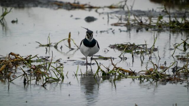 Northern Lapwing (shorebird) foot was injured. Walking with a crick. Birds(Vanellus vanellus) foraging in a newly irrigated field. Yunlin County, Taiwan