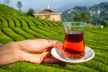 Glass of traditional turkish tea with beautiful tea plantations at background in Turkey.