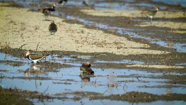 Northern Lapwing(shorebird) washed its feathers with water. Birds(Vanellus vanellus) foraging in a newly irrigated field. Yunlin County, Taiwan