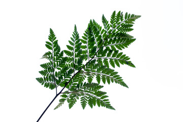 Beautiful Tropical leaf isolated on white background for design elements, Flat lay