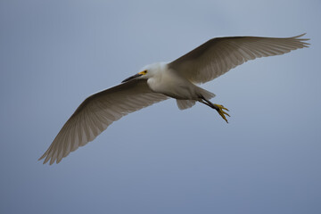 Snowy Egret Flying High in Sky Wings Spread High Angle