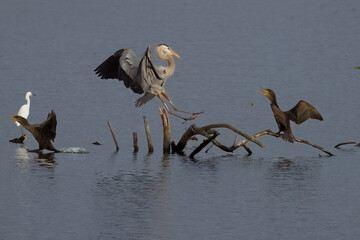 Great Blue Heron and Cormorant Sqaure Off to be King of the Log