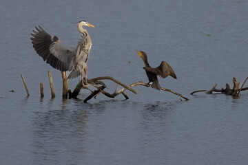Great Blue Heron and Cormorant Sqaure Off to be King of the Log