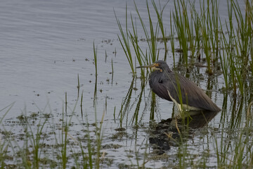 Tricolor Heron Standing in Reeds on Edge of Lake
