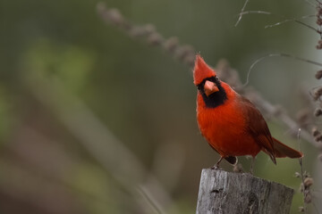 Angry Male Cardinal Perched Looking at Camera