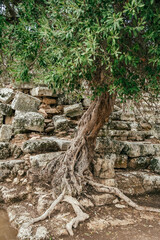 Old olive tree growing through the ruins of the ancient amphitheater, Dalyan, Turkey