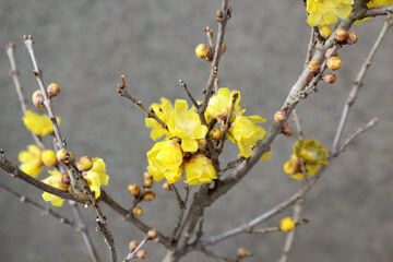 ロウバイの写真（グレー背景）