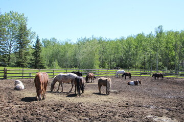 Fototapeta na wymiar Horses In The Field, Fort Edmonton Park, Edmonton, Alberta
