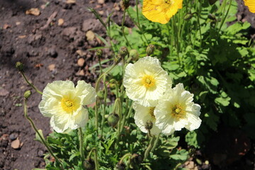 Blooming In The Garden, Fort Edmonton Park, Edmonton, Alberta