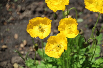 Yellow Poppies, Fort Edmonton Park, Edmonton, Alberta