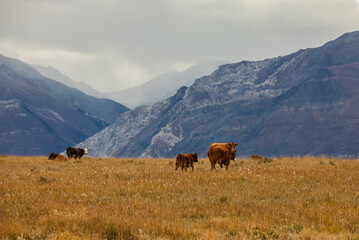 Fototapeta na wymiar Brown cows grazing on a pasture in the mountains in Canada. Autumn landscape with cows grazing on mountain pastures.