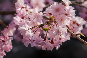 妙顕寺の紅枝垂れ桜