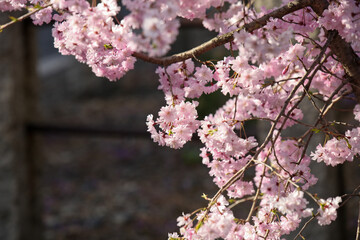 妙顕寺の紅枝垂れ桜