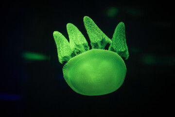 Jellyfish Envy