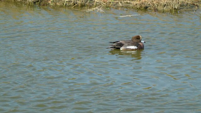 American Wigeon is playing in the pond. High speed photography. The Jiading Wetland are rich in grass and ecology. Kaohsiung City, Taiwan