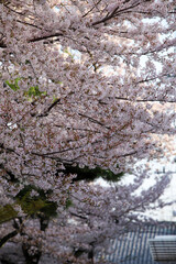 妙顕寺境内の桜