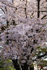 妙顕寺境内の桜