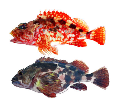 保護色の違うカサゴ