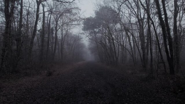 A cold misty footpath in the woods with a cold and spooky feeling. Slow motion.