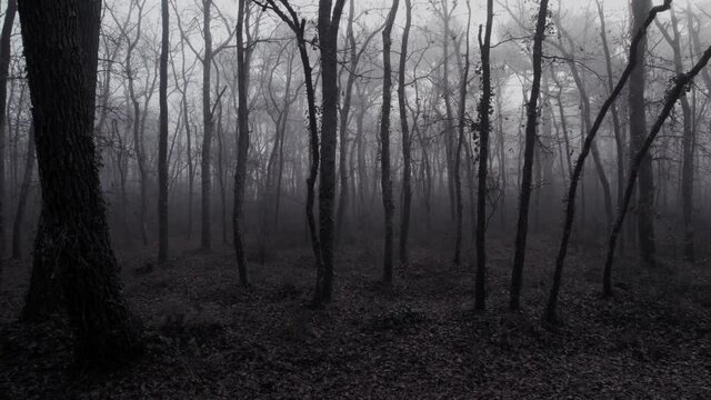 Scary misty forest with bare trees and fallen leaves. Slow dolly left.