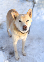 Young  chained mixed breed dog attentively looking in the camera, standing on snow in winter