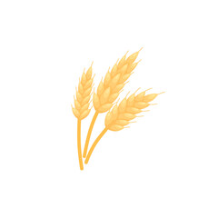Gold Barley grain icon. Wheat bread plant, realistic color sketch. Rye or malt ear spike, isolated on white background.