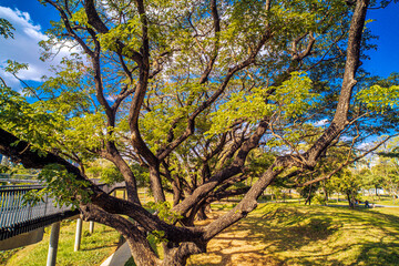 Bajakitti Forest Park, New Forest Park in  Bangkok Bangkok Thailand