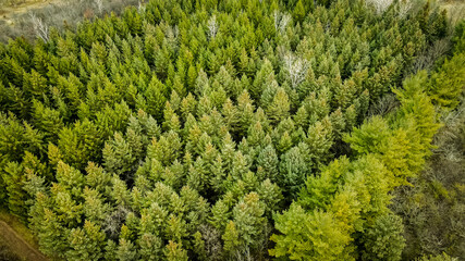 Tranquil scene of calming green pines