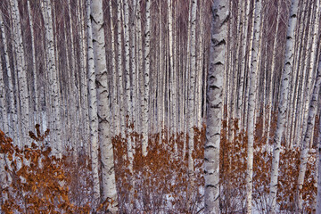 birch