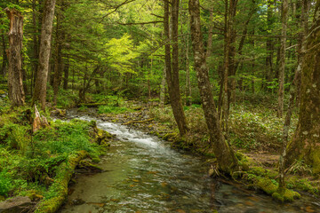 Forest creek, lush green woodland in Kamikochi, Nagano, Japan