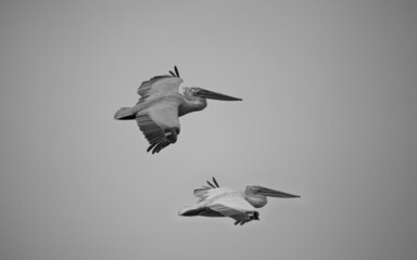 Great white pelicans, pelecanus onocrotalus. Wild migratory birds in the Volga Delta. Wildlife of...