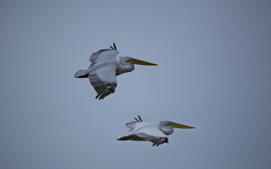 Great white pelicans, pelecanus onocrotalus. Wild migratory birds in the Volga Delta. Wildlife of...