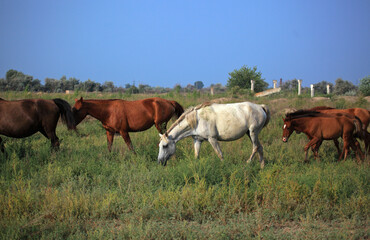 Horses graze in beautiful field meadows. Close-up view of a horse eating grass. Volga delta....