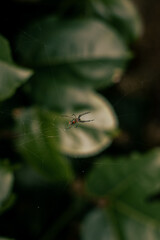 spider on a web