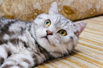 British breed, the cat is looking. Close-up. Concept pet food, pet shop