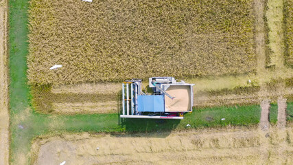 Fototapeta na wymiar Aerial top view of tractor rice car working on dry or ripe rice paddy, crop field, harvesting agriculture manufacturer cultivation production. Nature environment landscape. Industry in farm