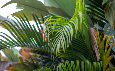 Areca palm, yellow butterfly palm. palm leaves in tropical forest.