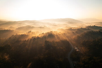 Fototapeta premium golden morning fog in the forest