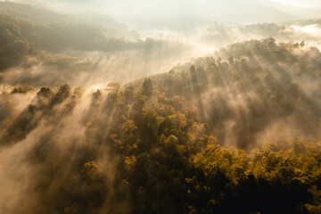 golden morning fog in the forest