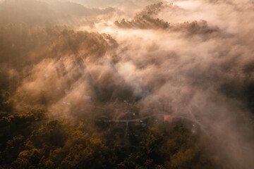 Fototapeta na wymiar golden morning fog in the forest