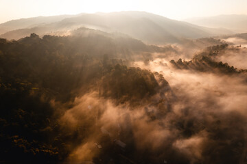 Fototapeta premium golden morning fog in the forest