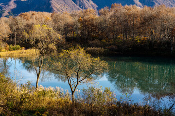 池畔の落葉し始めた晩秋の木々