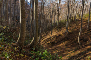 落葉し始めた晩秋のブナの木々