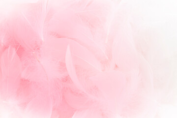 Beautiful Pink and White Feathers Texture Background. Swan Feathers