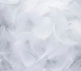 White Fluffly Feathers Texture Vintage Background. Swan Feathers