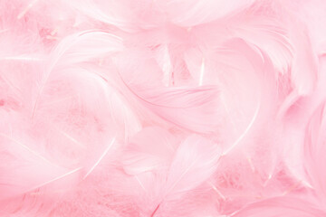 Beautiful Pink and White Fluffly Feathers Texture Vitage Background. Swan Feathers