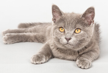 ショートヘアの子猫　灰色　立ち耳